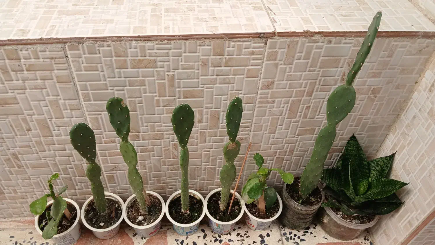 گلهای زیبا|گل و گیاه طبیعی|کومله, |دیوار