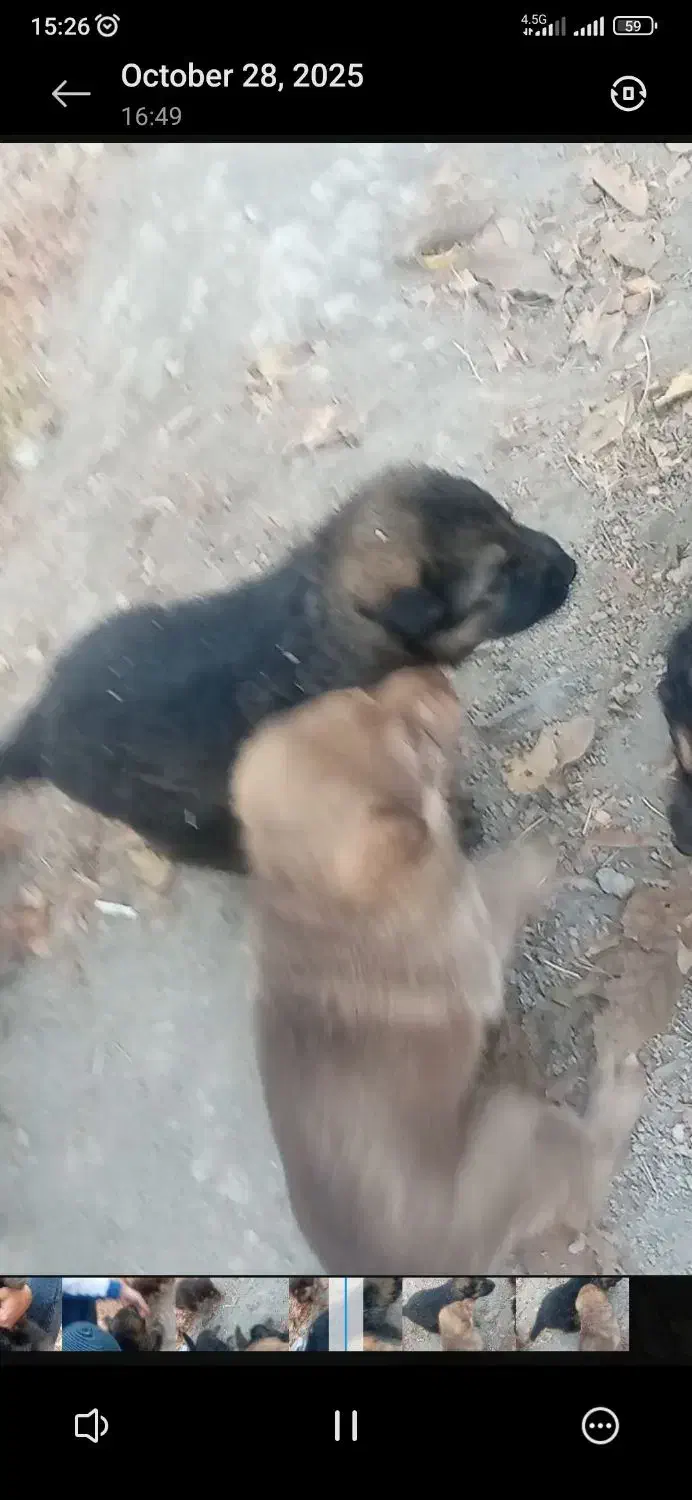 توله ژرمن شولاین بلک فیس وارداتی|سگ|ارومیه, |دیوار