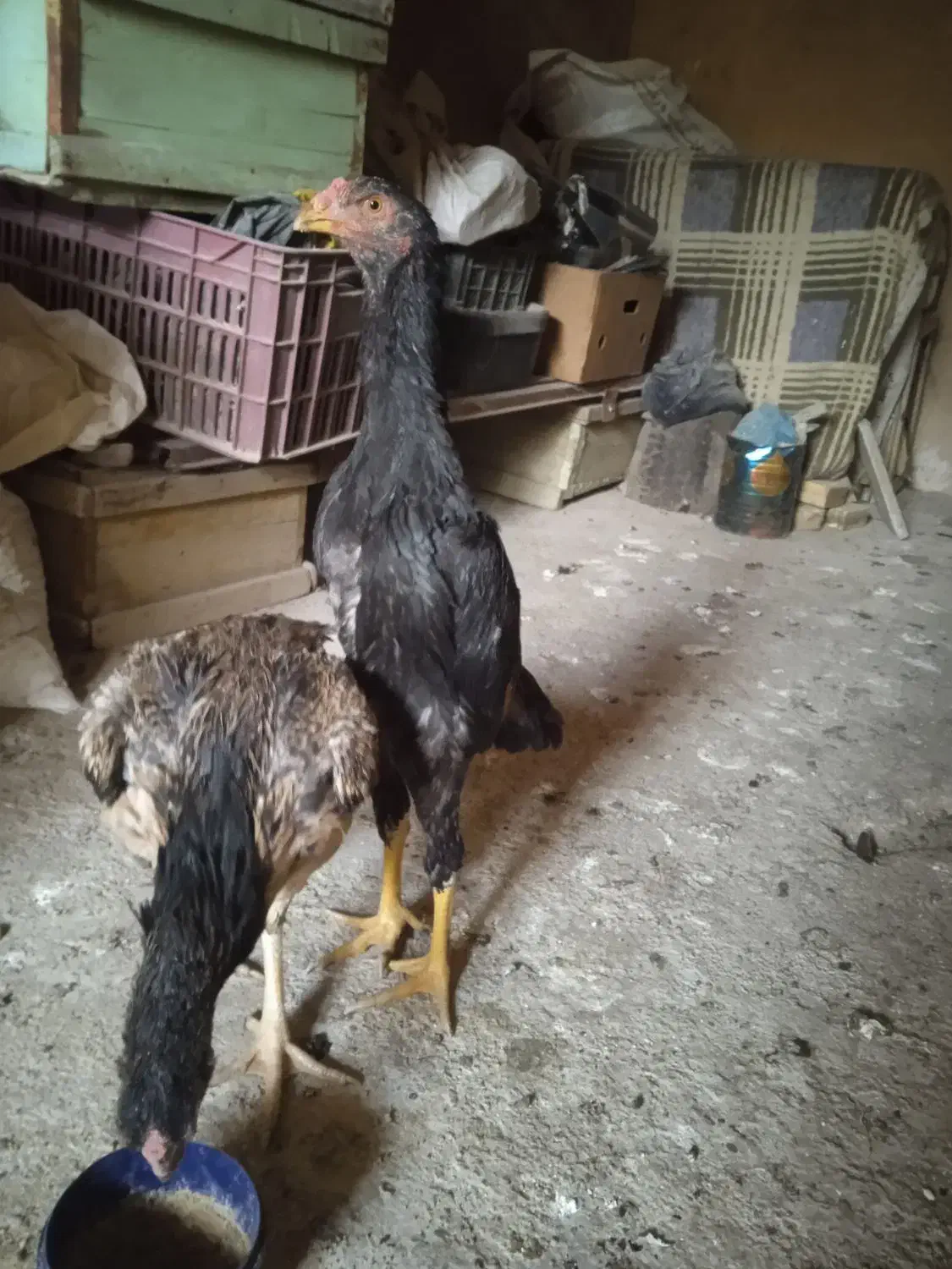 مرغ لاری|حیوانات مزرعه|موچش, |دیوار