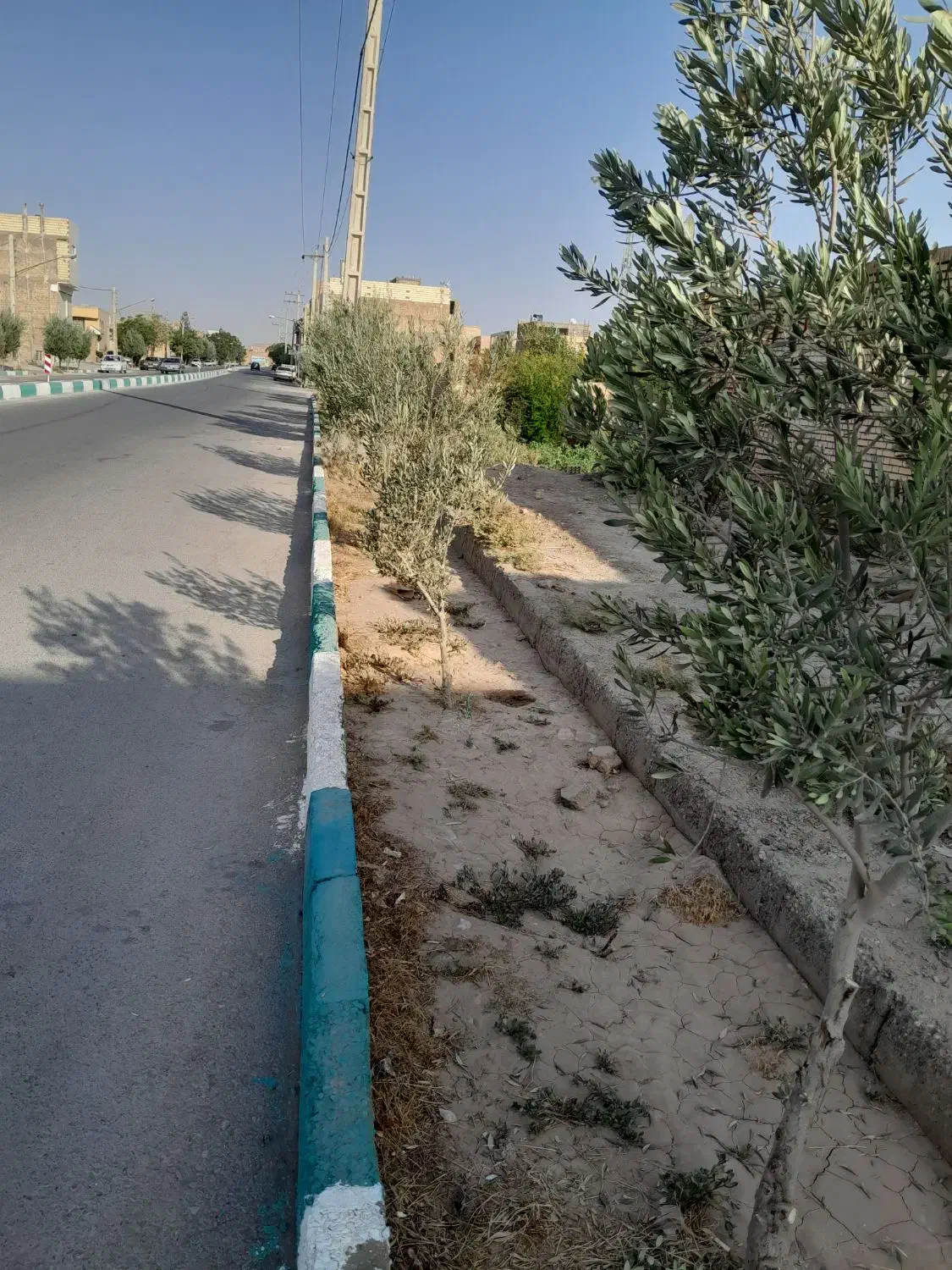 هرس‌درختان‌‌حرس‌گلو‌باغچه‌‌ومجتمع|خدمات باغبانی و درختکاری|یزد, |دیوار