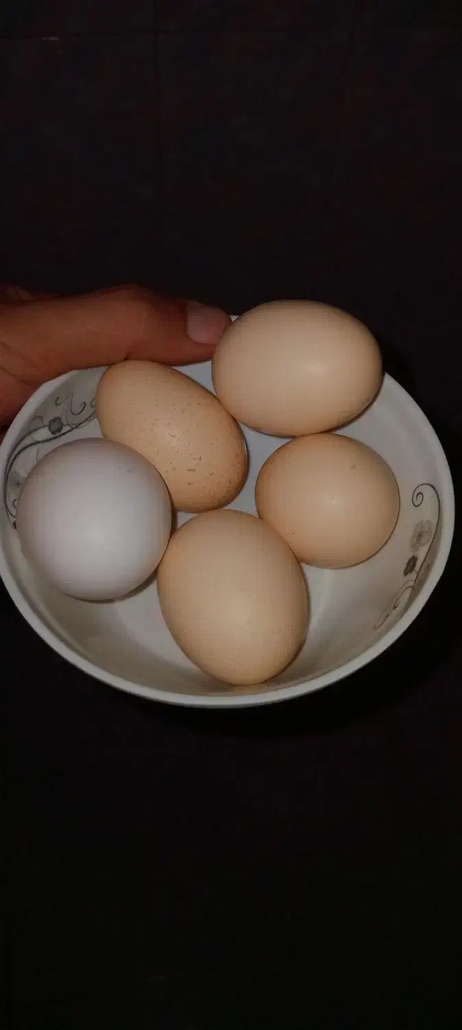 مرغ و خروس آمورک|حیوانات مزرعه|شیراز, میانرود|دیوار