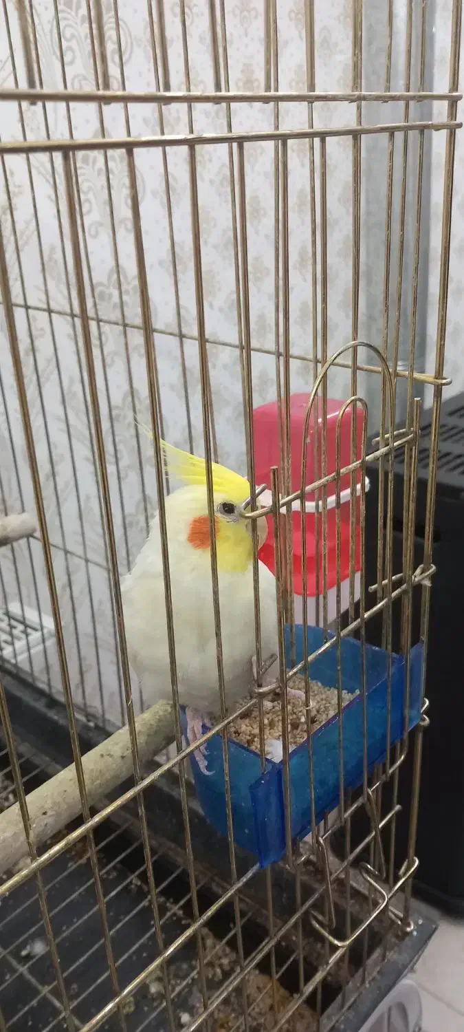 عروس هلندی|پرنده|یزد, |دیوار