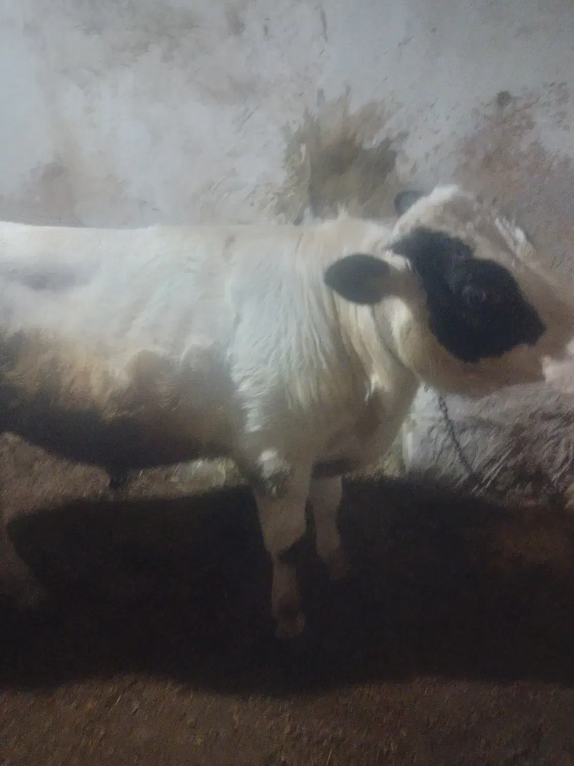 گوساله|حیوانات مزرعه|چاراویماق, |دیوار