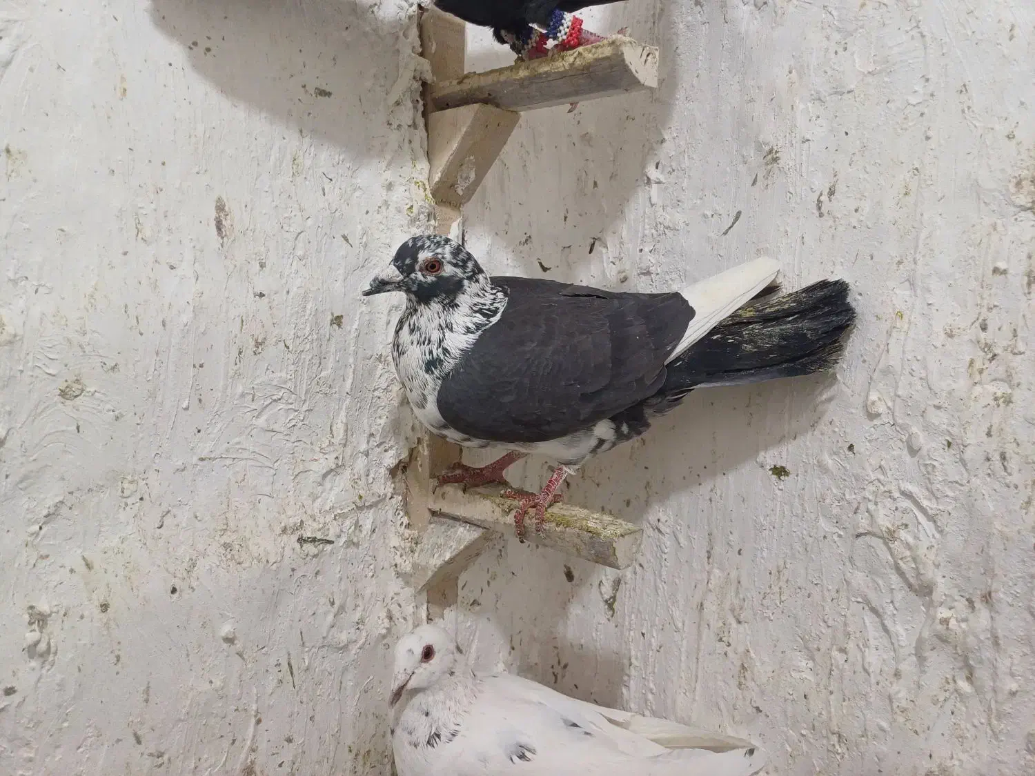 ۹تا کفتر|پرنده|مرودشت, محمد آباد|دیوار