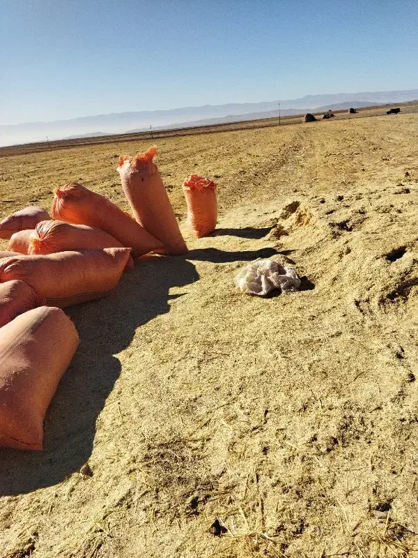 کاه گندم خرمن کوب|حیوانات مزرعه|شاندیز, |دیوار