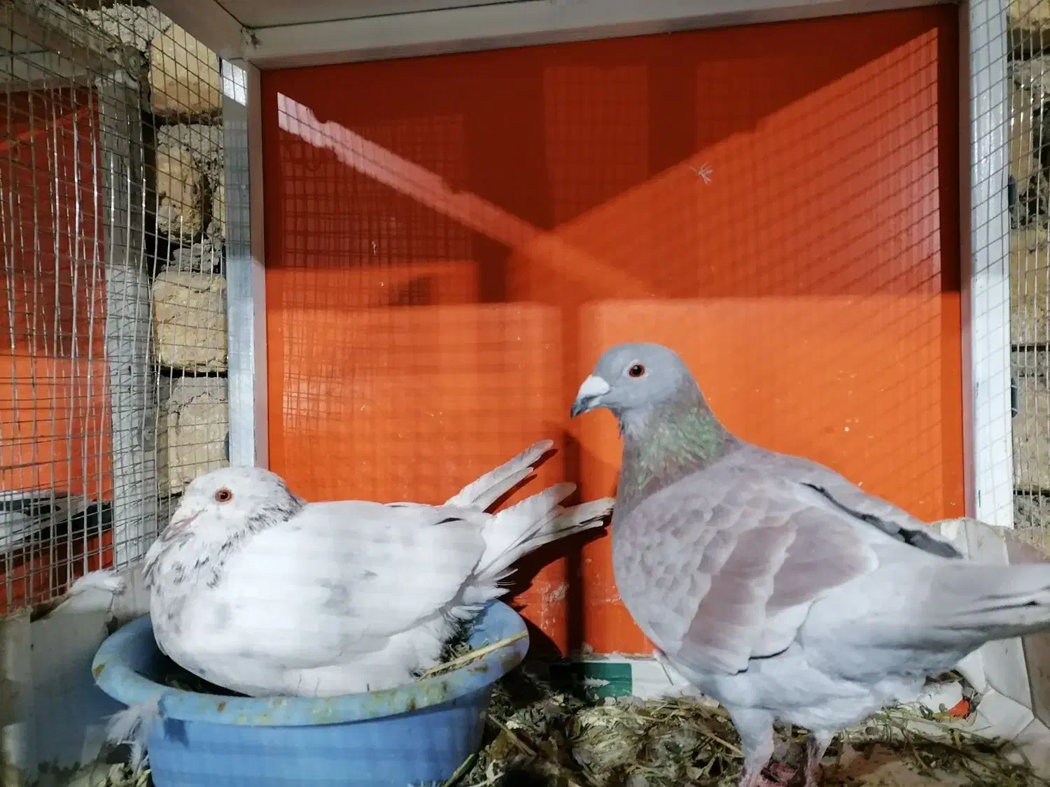 کفتر جفتی آلمانی|پرنده|شیروان (خراسان), |دیوار