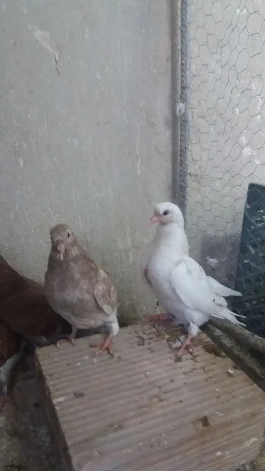 جوجه|پرنده|پیشوا, |دیوار