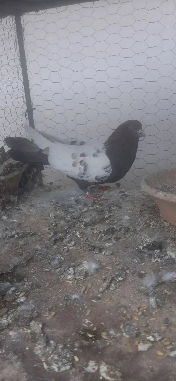 کفتر سینه ایی نر گرفتنی|پرنده|سمنان, |دیوار
