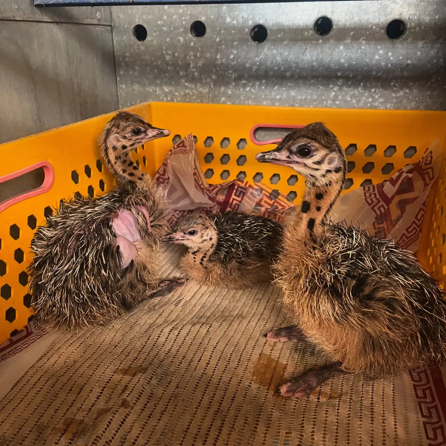 جوجه شترمرغ|حیوانات مزرعه|مشهد, تبادکان|دیوار