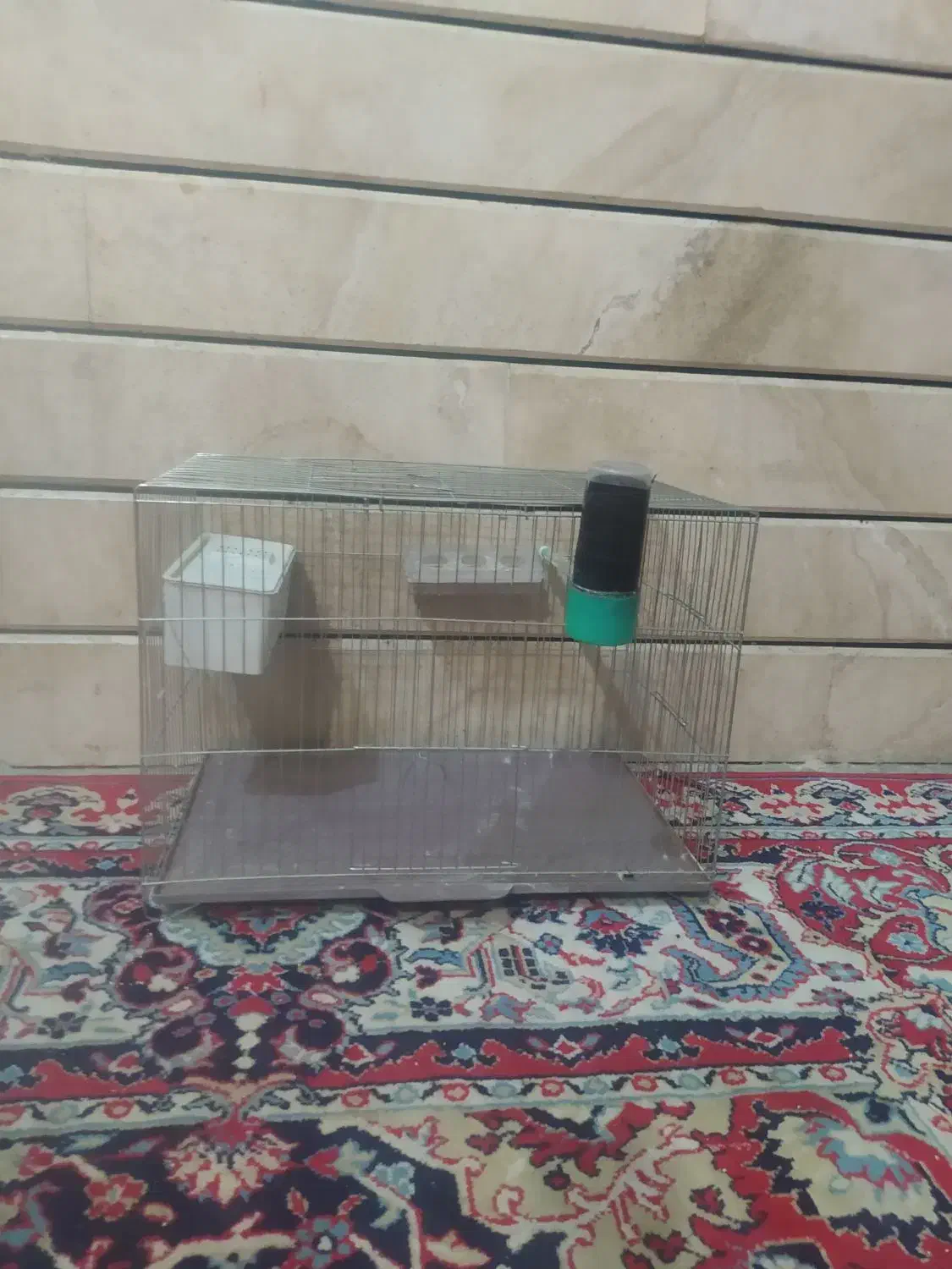 مرغ عشق|پرنده|لردگان, |دیوار