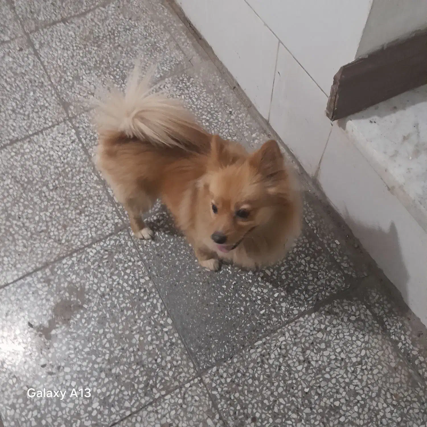 حیوان خانگی|سگ|شیراز, تندگویان|دیوار