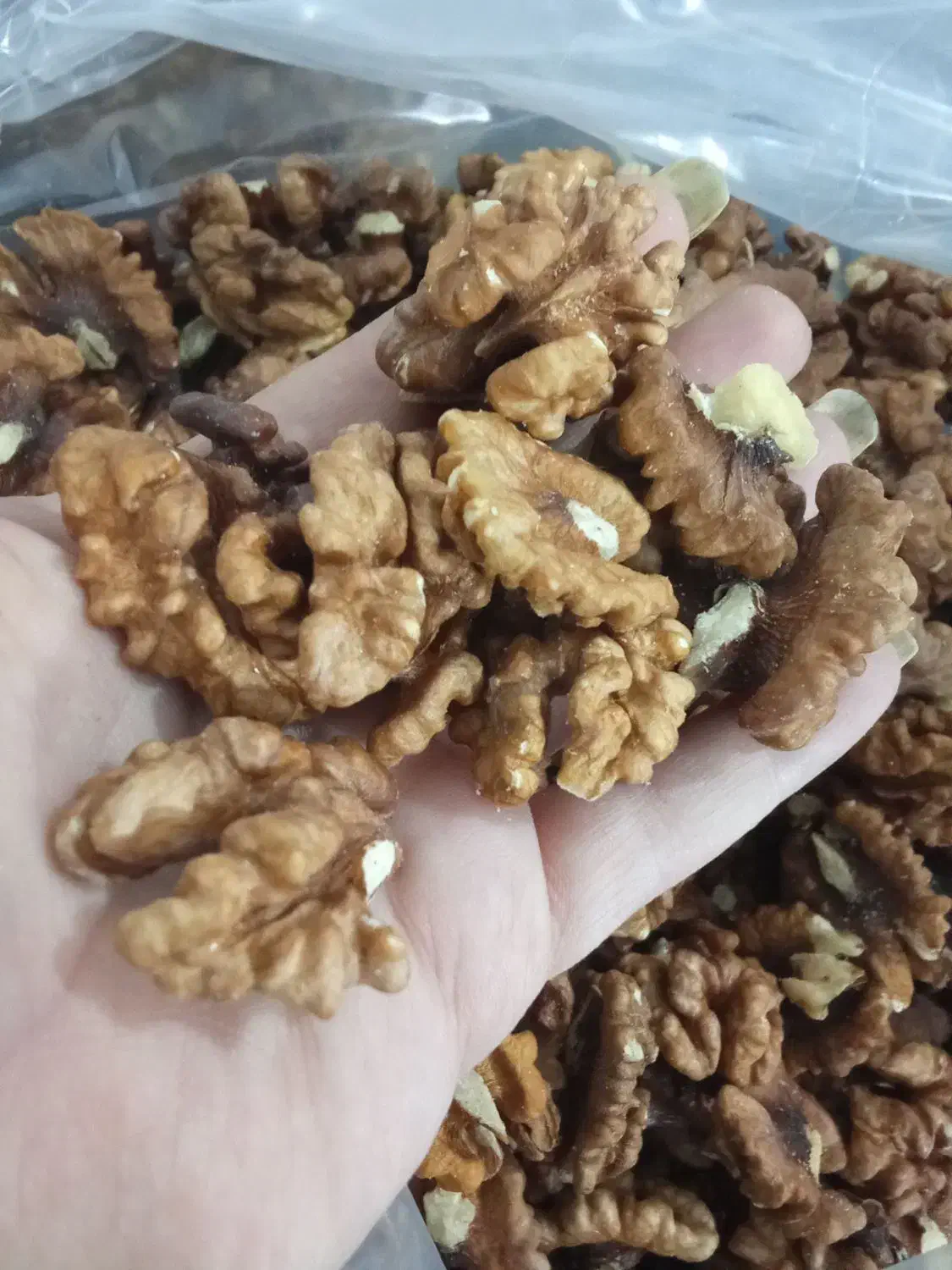 مغز گردو درجه 2|خوردنی و آشامیدنی|شیراز, محراب|دیوار