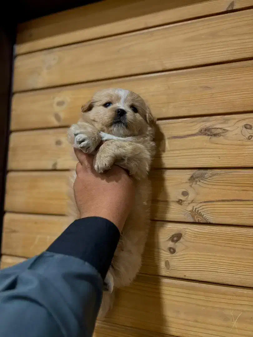 توله چشم دکمه ای فقط 2900|سگ|تهران, صادقیه|دیوار