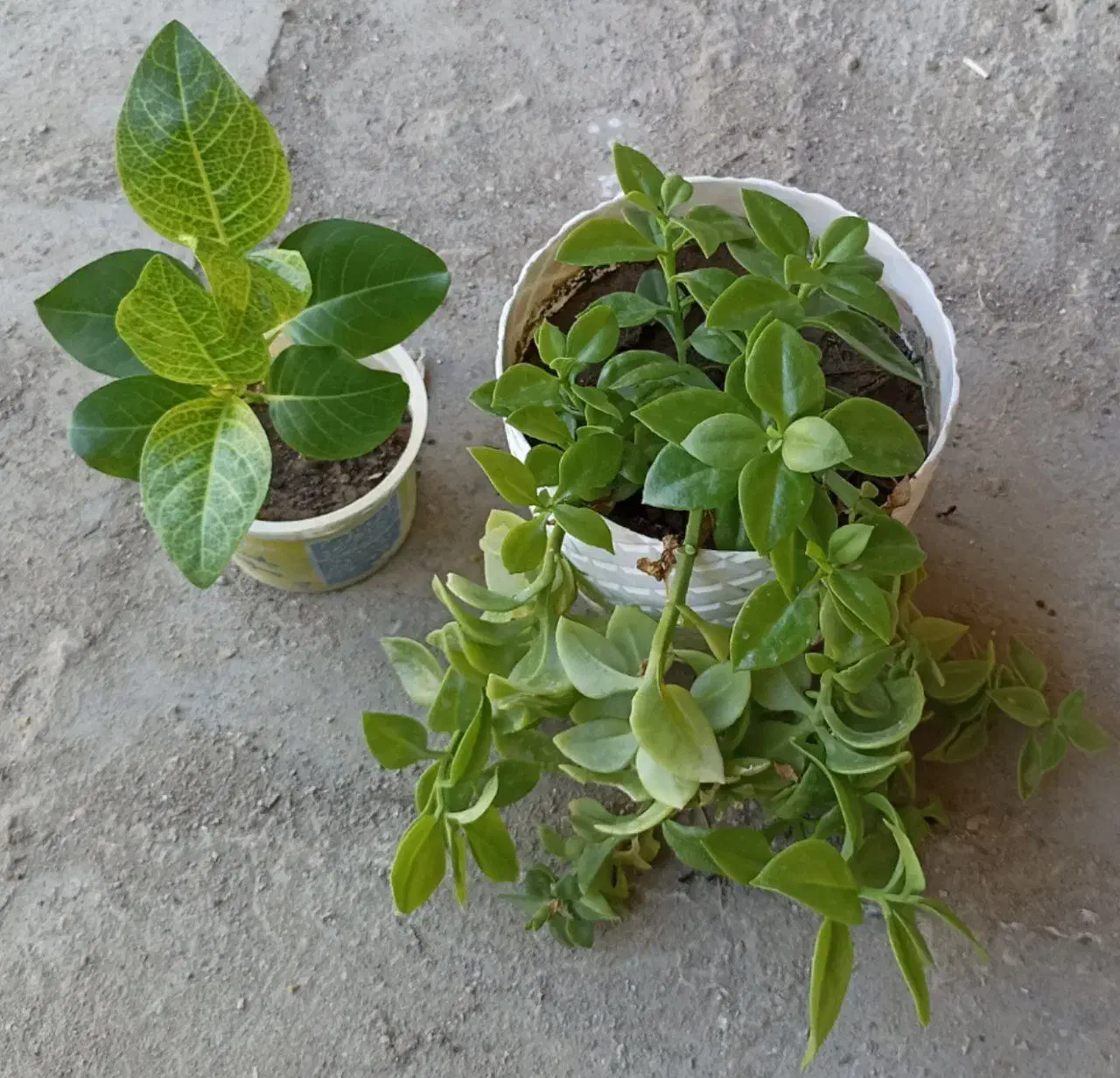 گل وگیاه|گل و گیاه طبیعی|کنارک, |دیوار