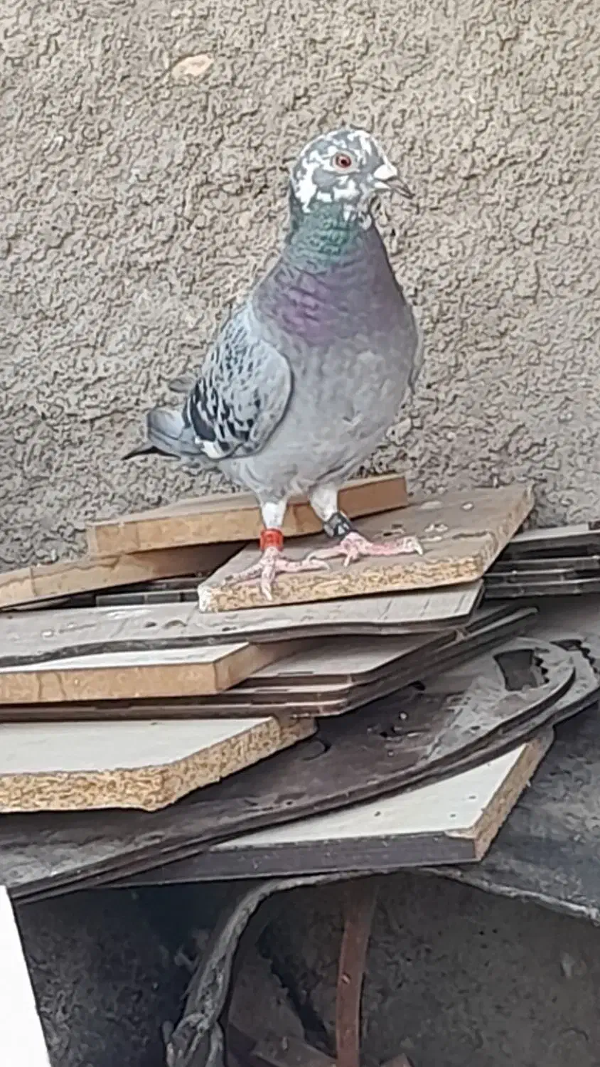 کبوتر گرفتنی پلاکی ماده معاوضه با کفتر معمولی|پرنده|قم, ولیعصر|دیوار