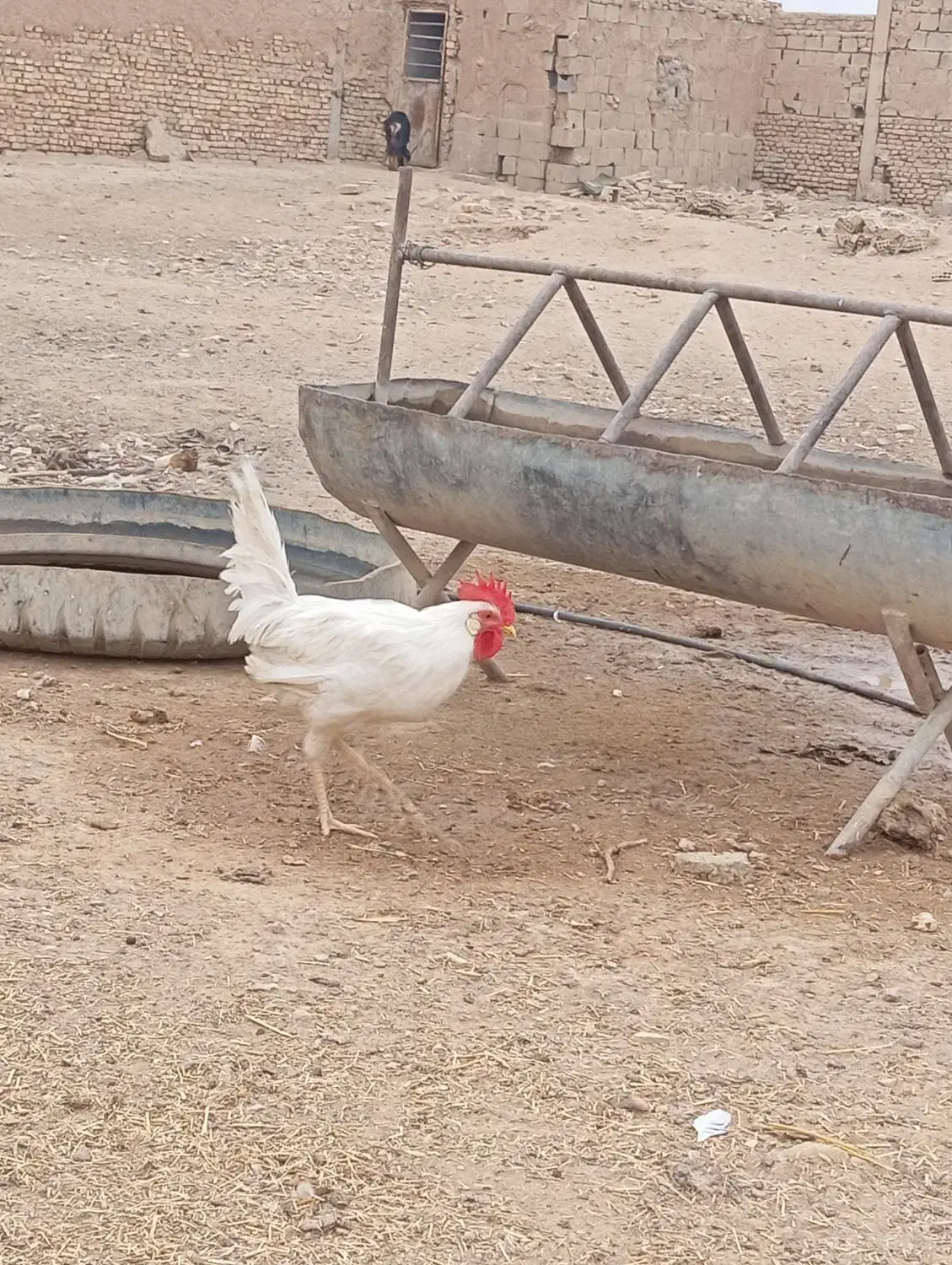 خروس|حیوانات مزرعه|برخوار, |دیوار