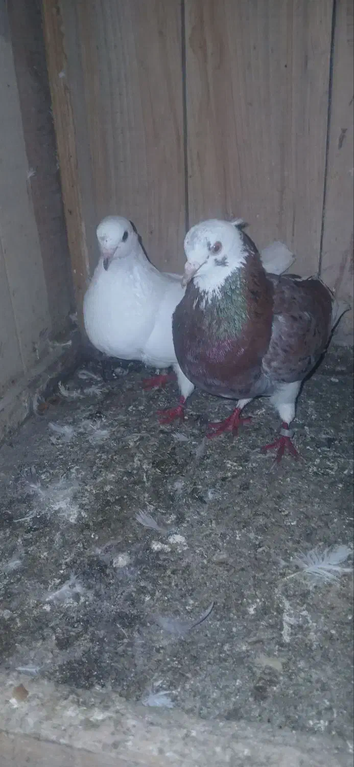 کبوتر بلندپرواز|پرنده|فومن, |دیوار