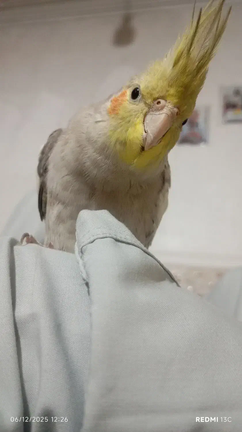 عروس هلندی دستی|پرنده|نیمروز, |دیوار