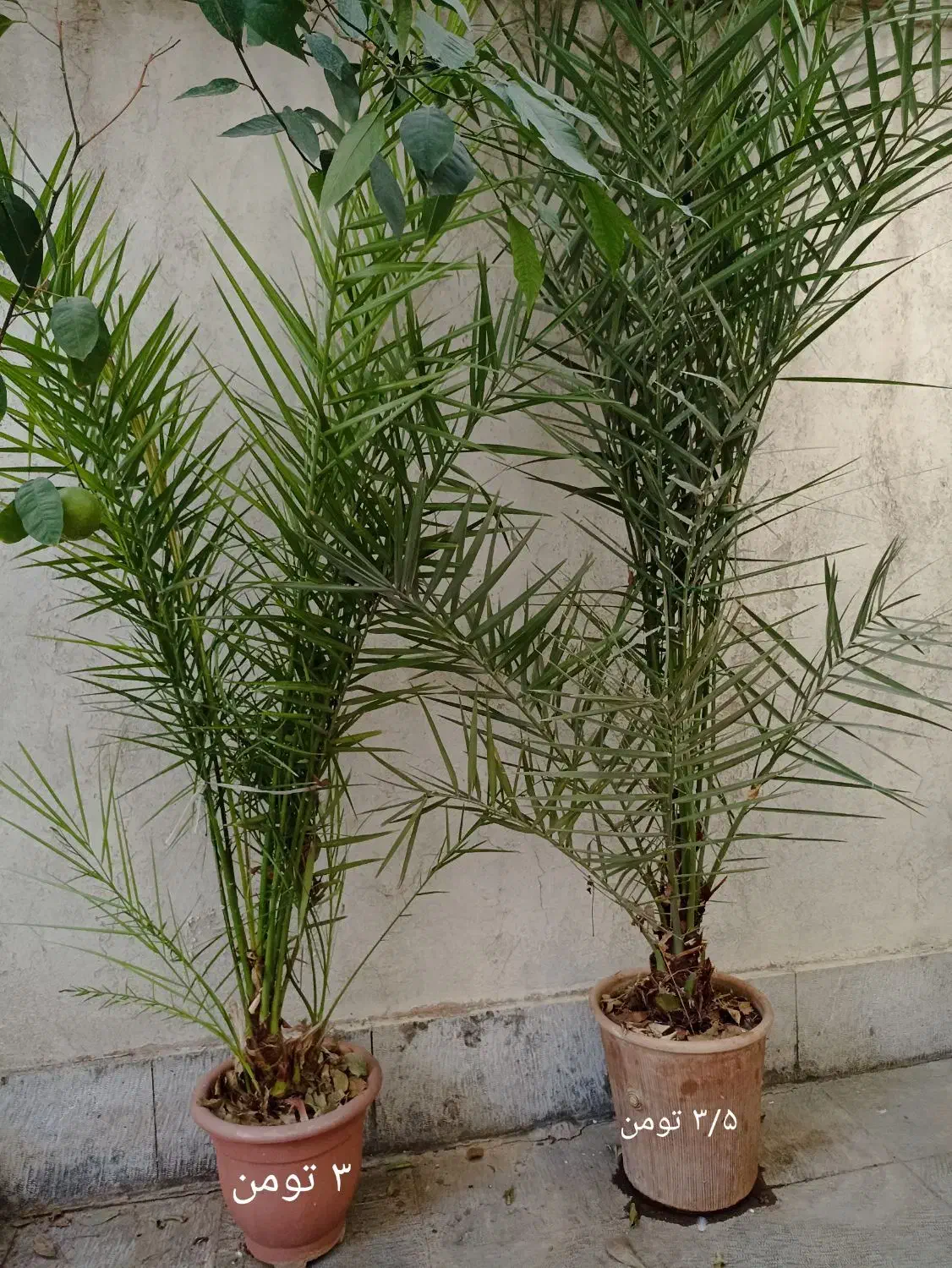 درخت نخل زینتی|گل و گیاه طبیعی|تهران, سلسبیل شمالی|دیوار