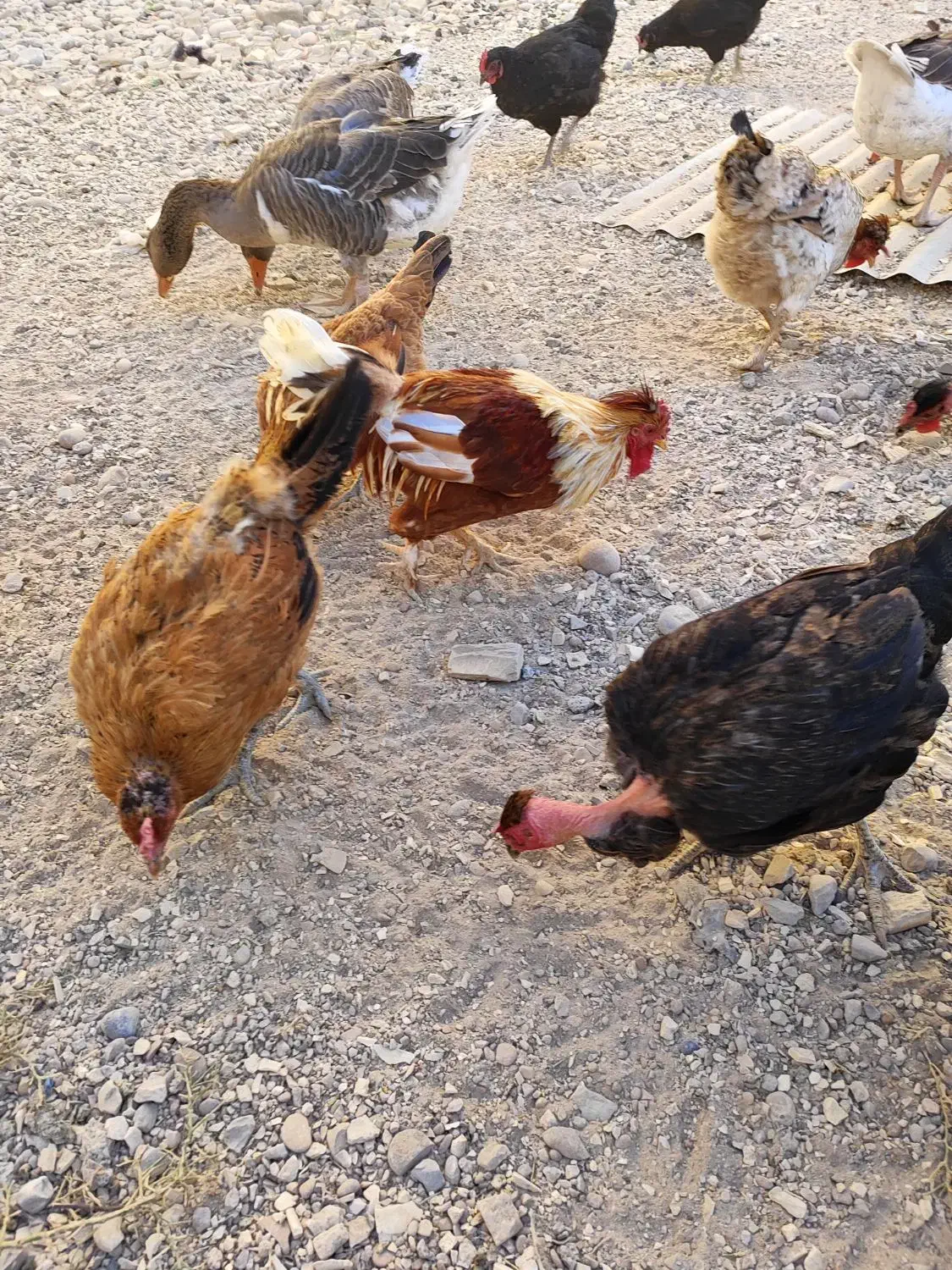 مرغ‌وخروس‌محلی|حیوانات مزرعه|بندر گناوه, |دیوار