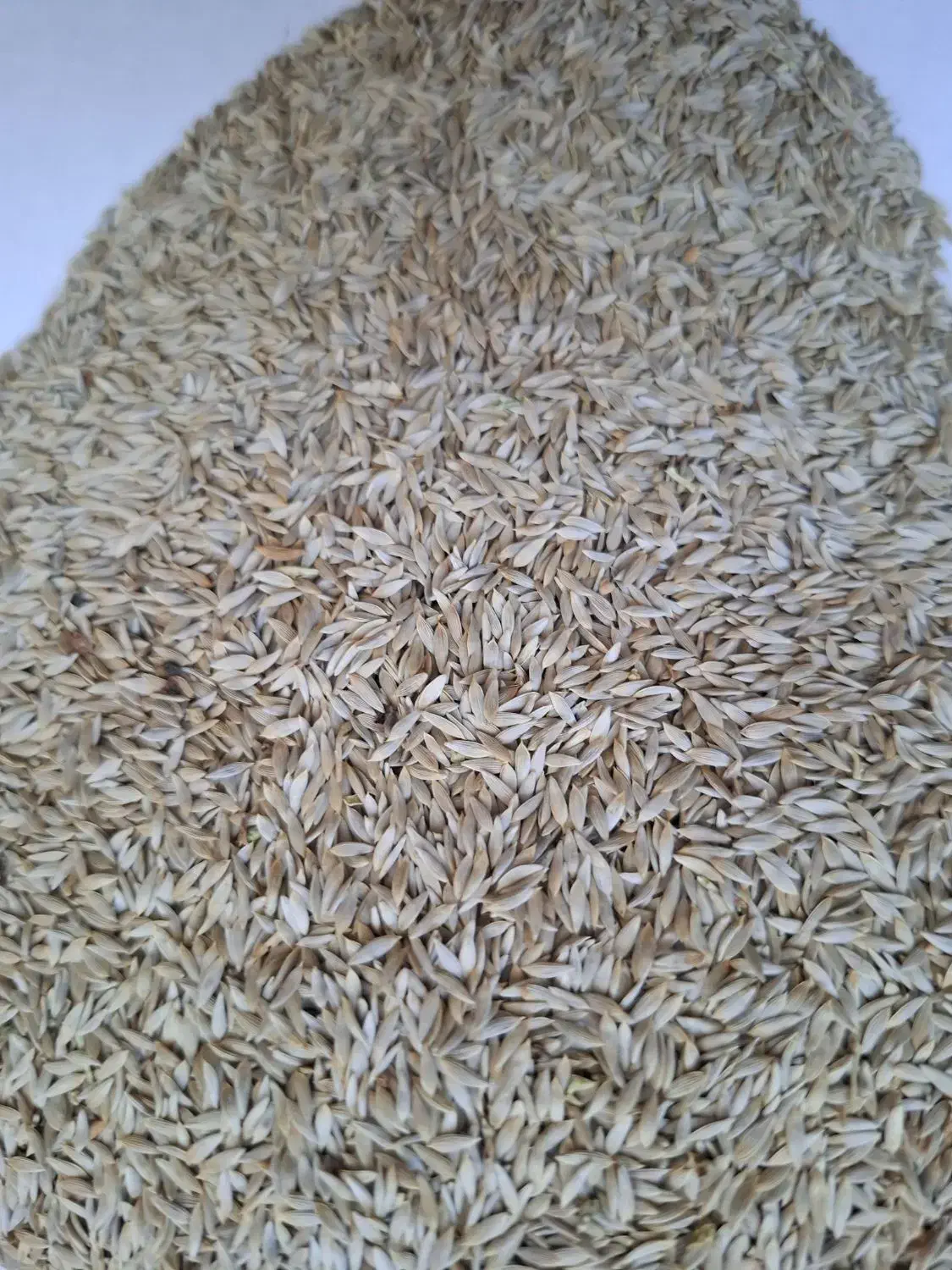 تخم (بذر) کاهو|خوردنی و آشامیدنی|شیراز, گود خزینه|دیوار