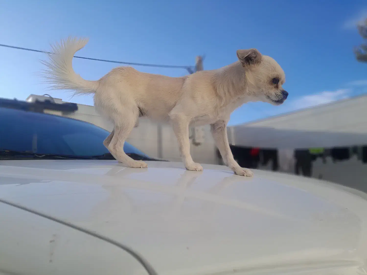 چیواوا اصیل، جیبی و کوچولو ،مناسب آپارتمان|سگ|حسن آباد, |دیوار