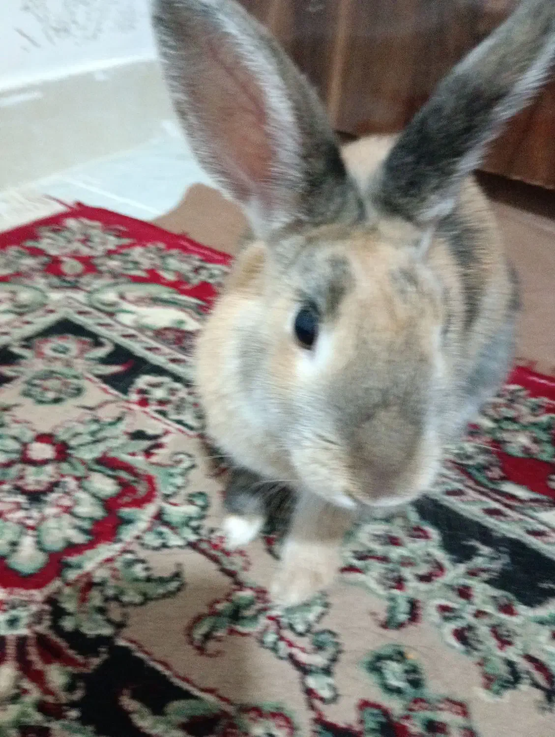 خرگوش|موش و خرگوش|تبریز, |دیوار