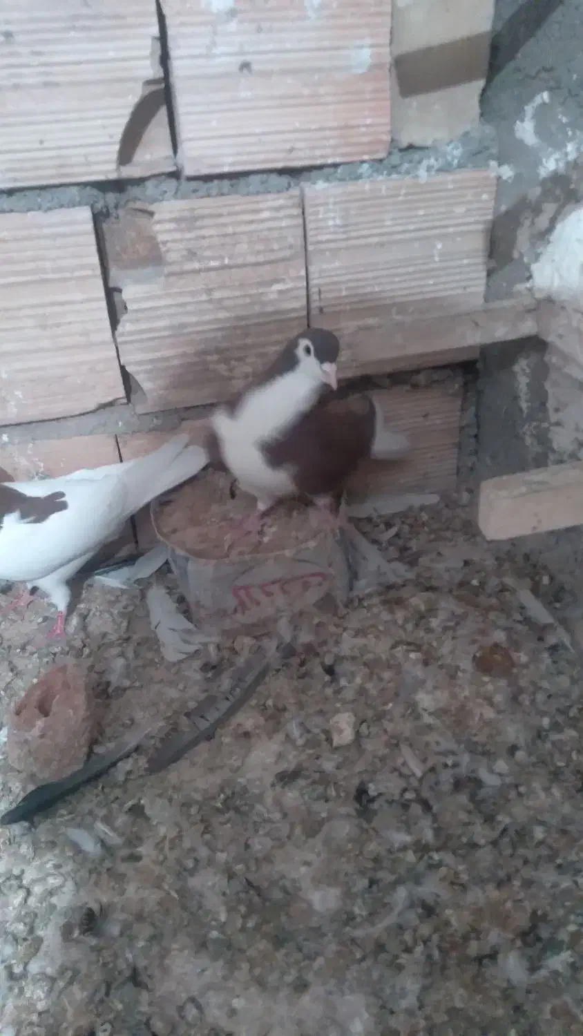 کفتر|پرنده|اسفراین, |دیوار