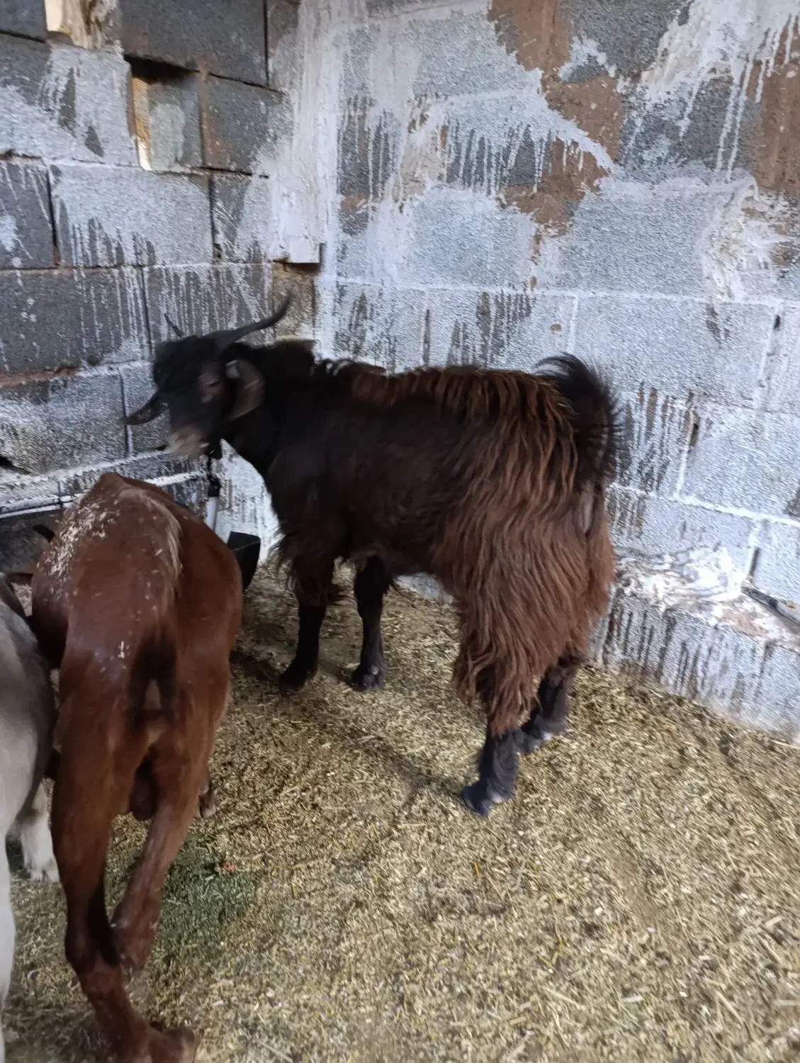 بز و کره|حیوانات مزرعه|یزد, |دیوار