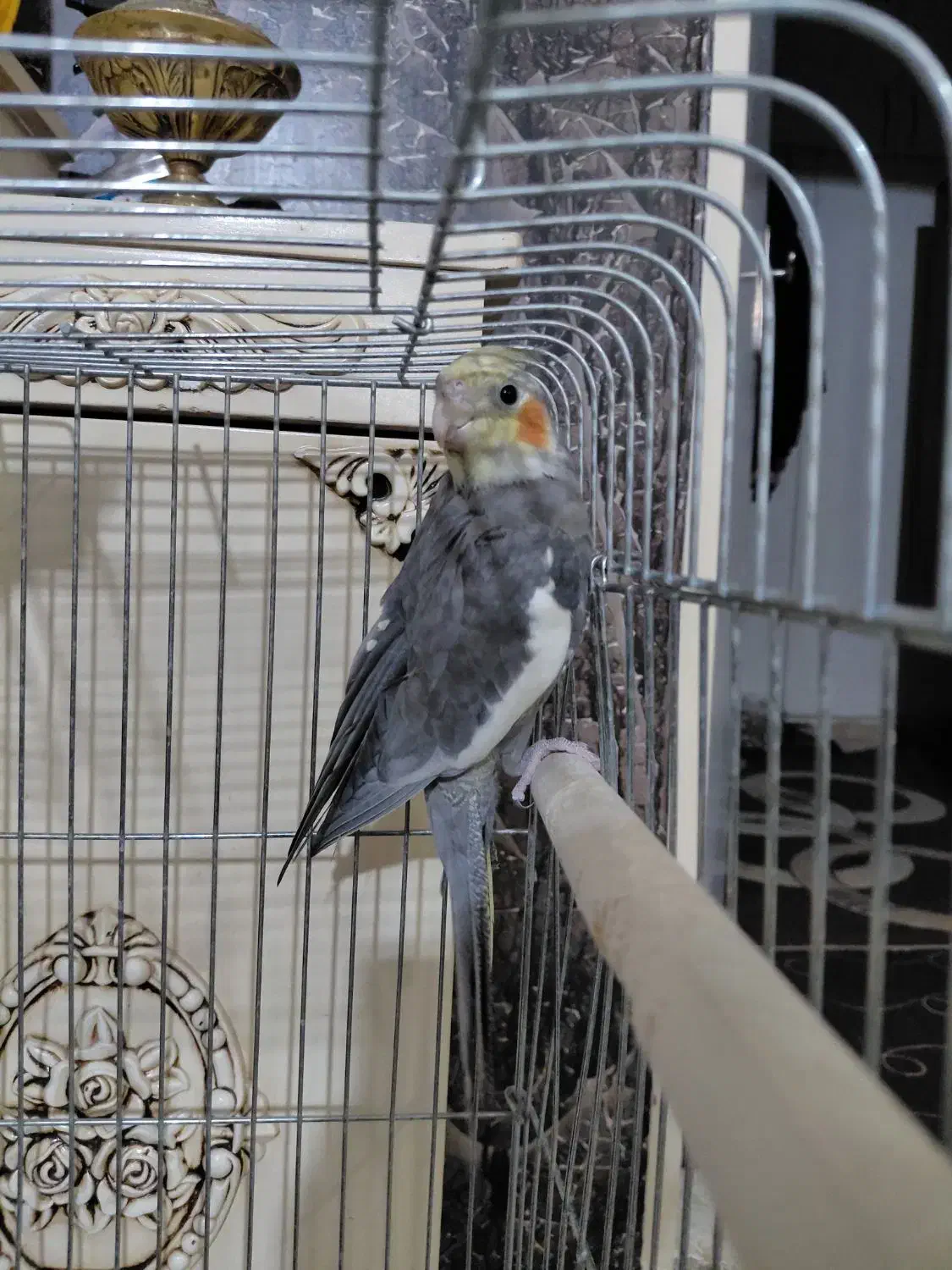 یک عدد عروس هلندی سینامون|پرنده|پاکدشت, پاکدشت (مامازند)|دیوار