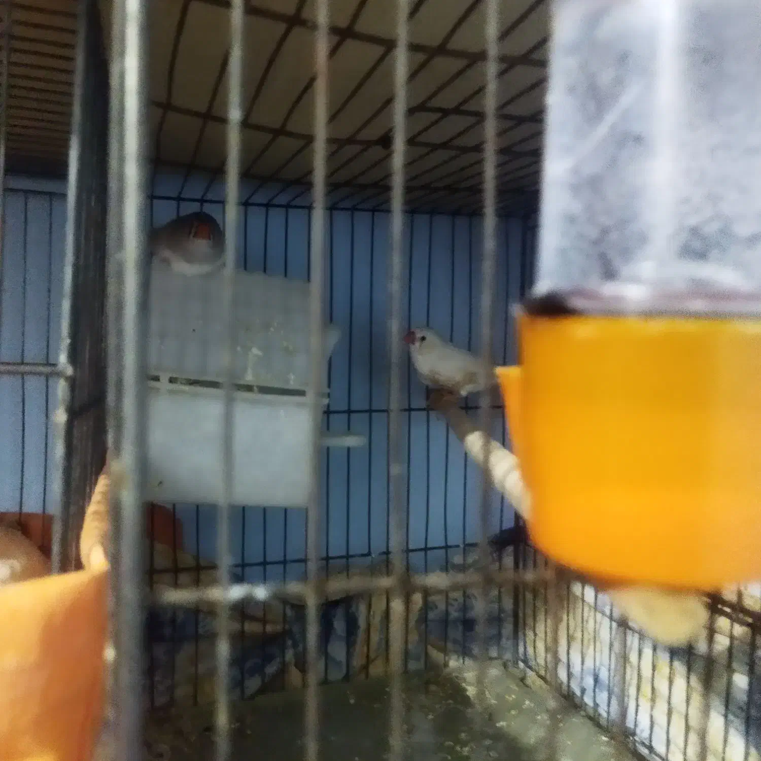 قفس و پرنده و لانه|پرنده|سمنان, |دیوار