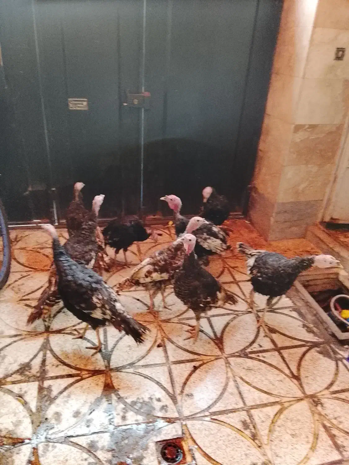 بوقلمون نر|حیوانات مزرعه|رباط‌کریم, الارد|دیوار