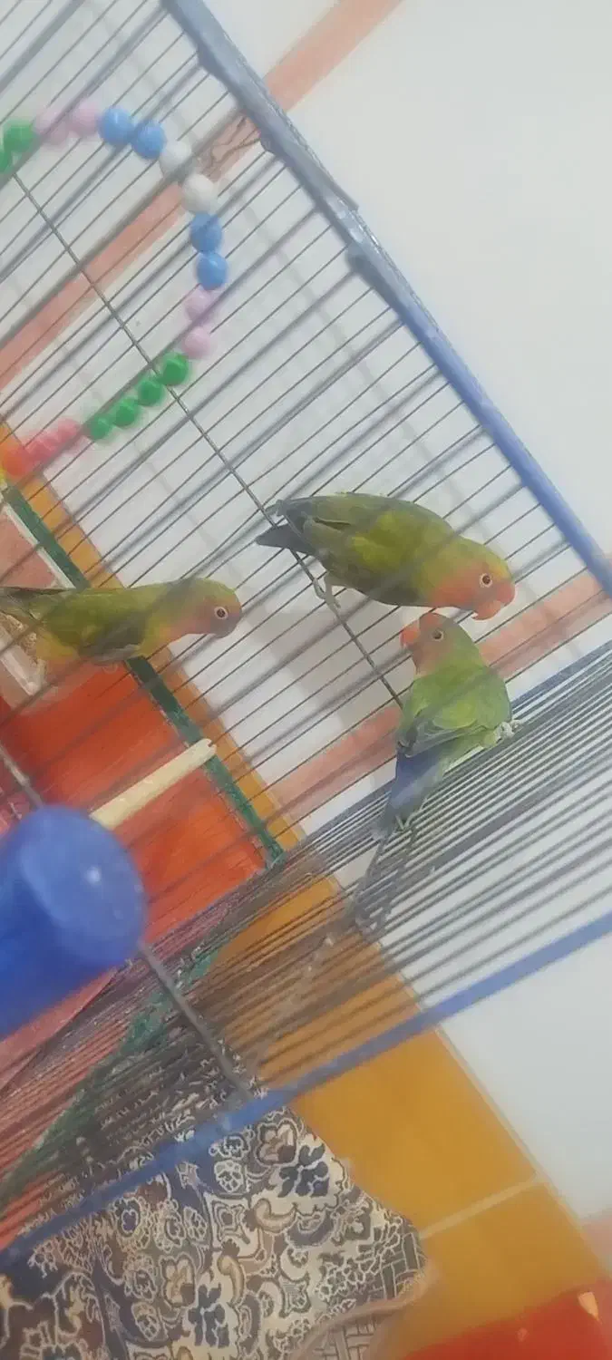 کوتوله برزیلی|پرنده|قم, شهرک امام حسین|دیوار