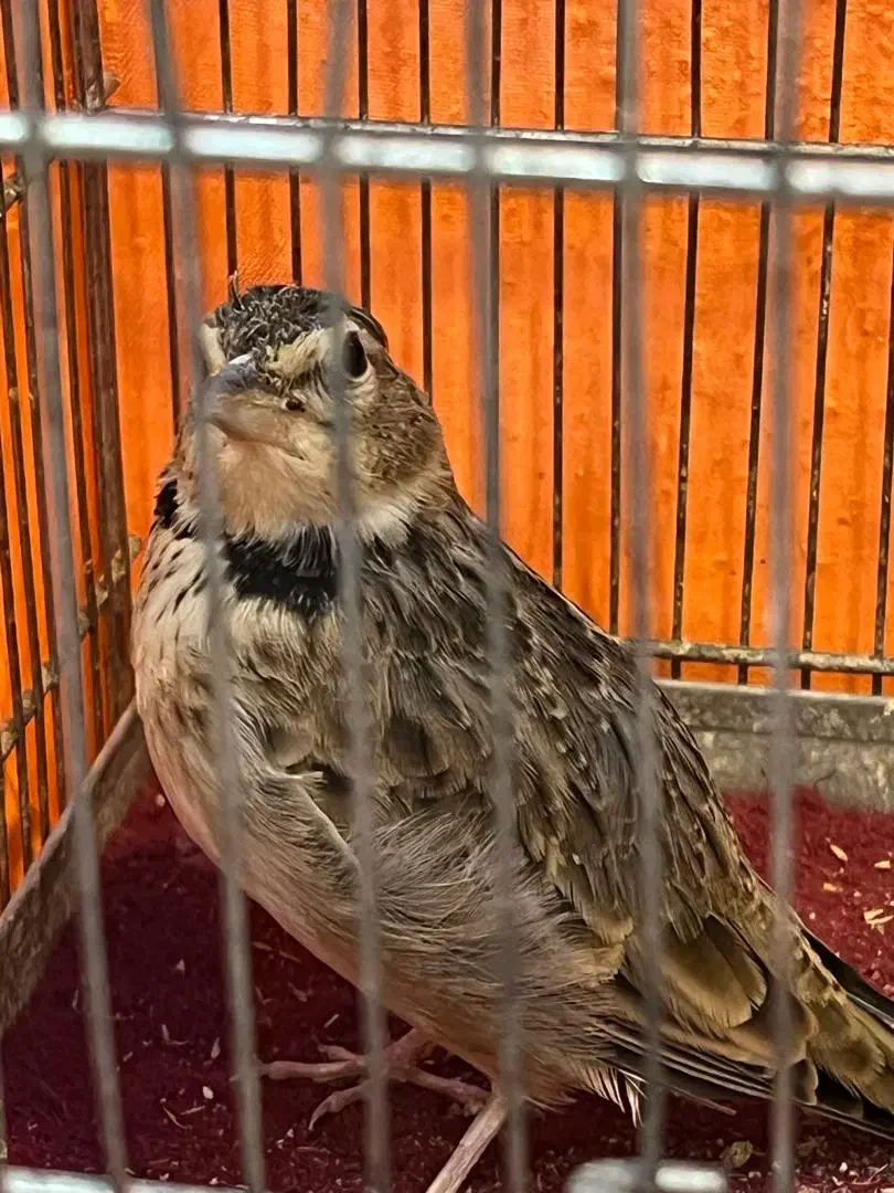 س ه ر ه خ ا ک ی|پرنده|تهران, تهرانسر شمالی|دیوار