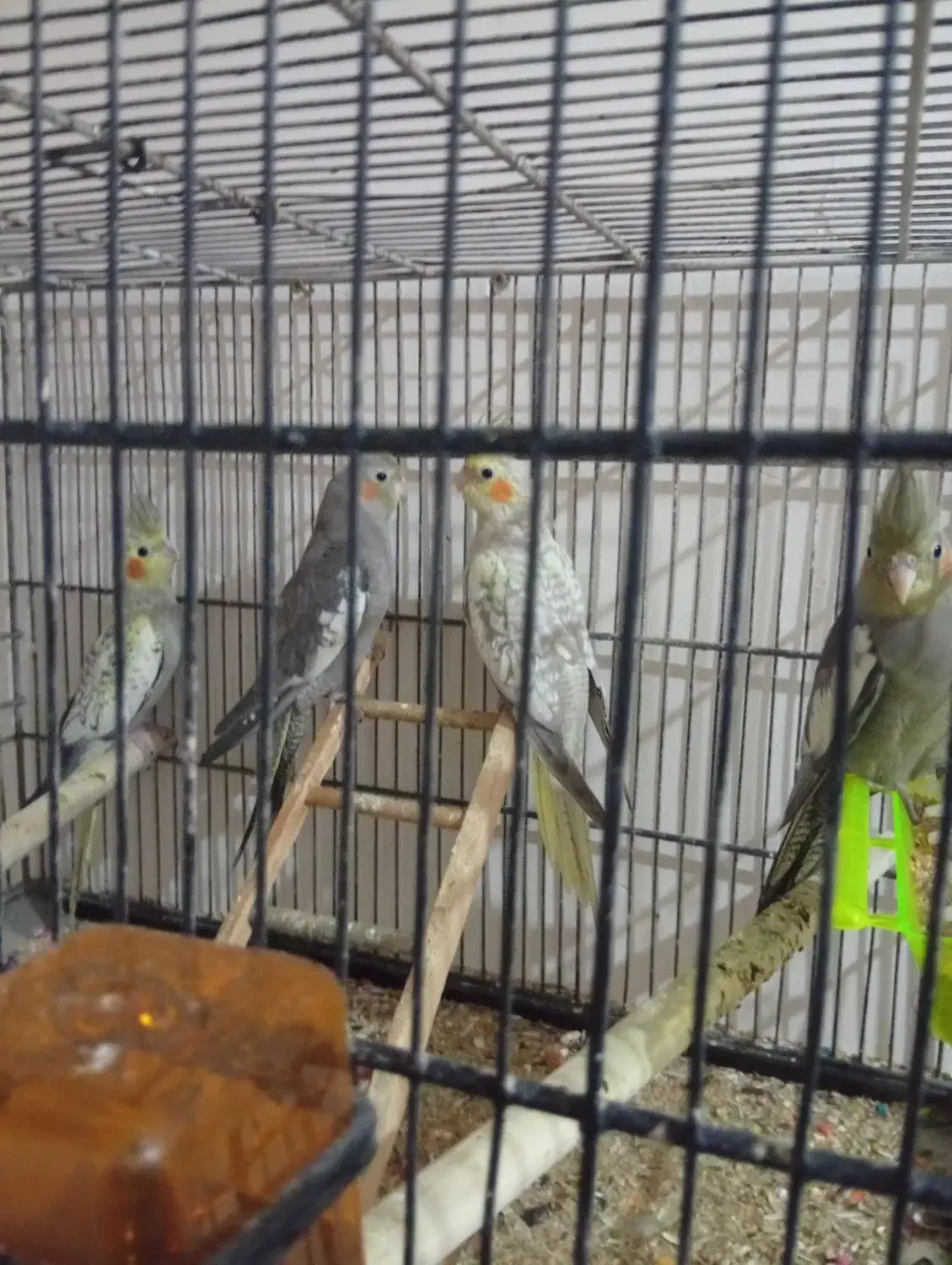 عروس هلندی|پرنده|فردیس, شهرک ارم|دیوار