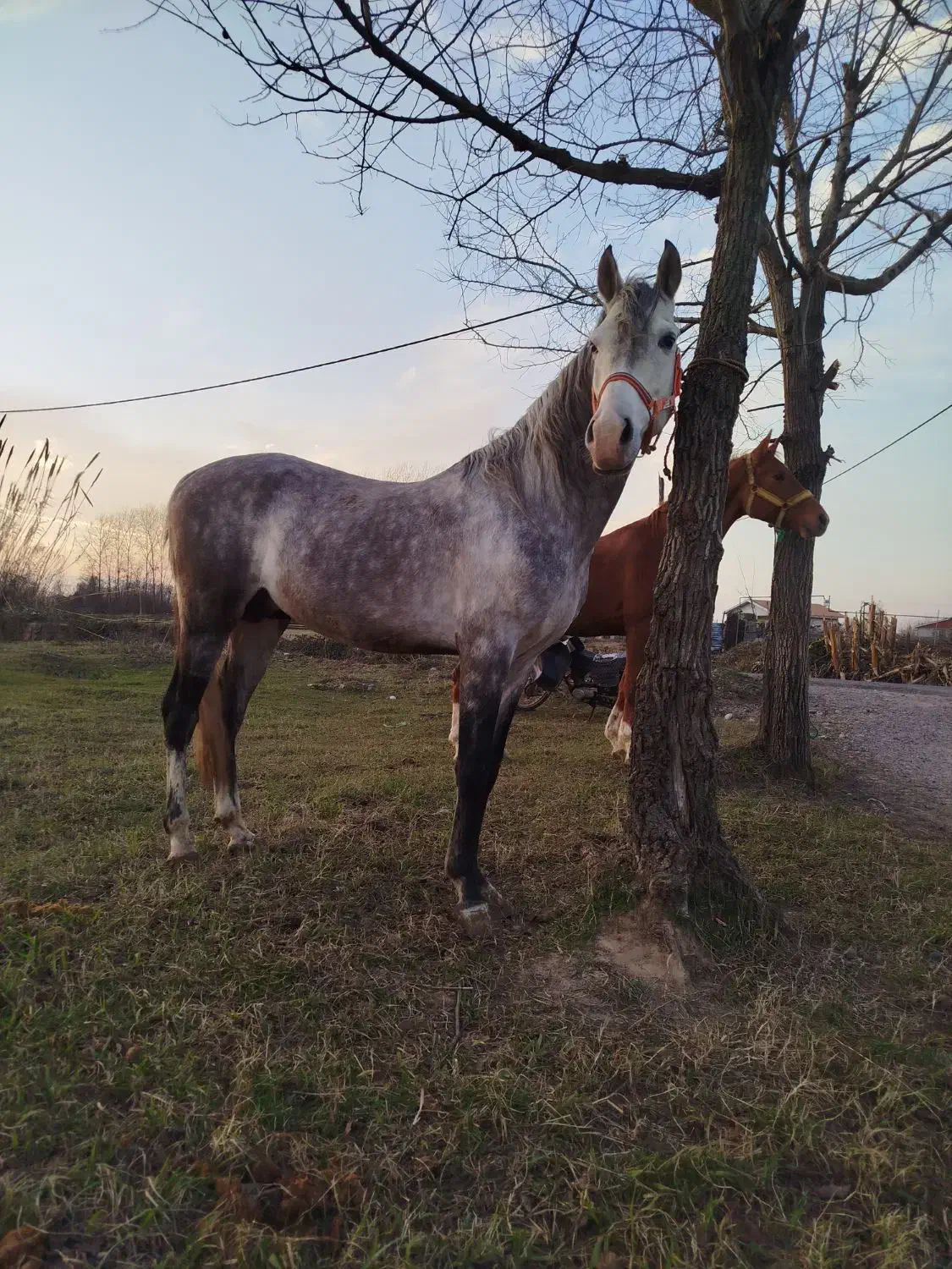 اسب نریان اصیل کرد|اسب و تجهیزات اسب‌سواری|آستانه اشرفیه, |دیوار