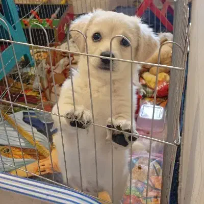 سگ بسیار باهوش و آروم بفروش میرسد فوری فوری|سگ|کرمان, |دیوار