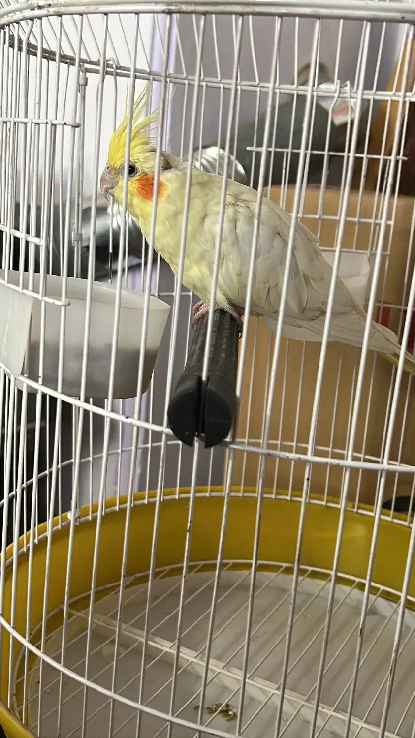 عروس هلندی ماده شاداب|پرنده|کرمان, |دیوار