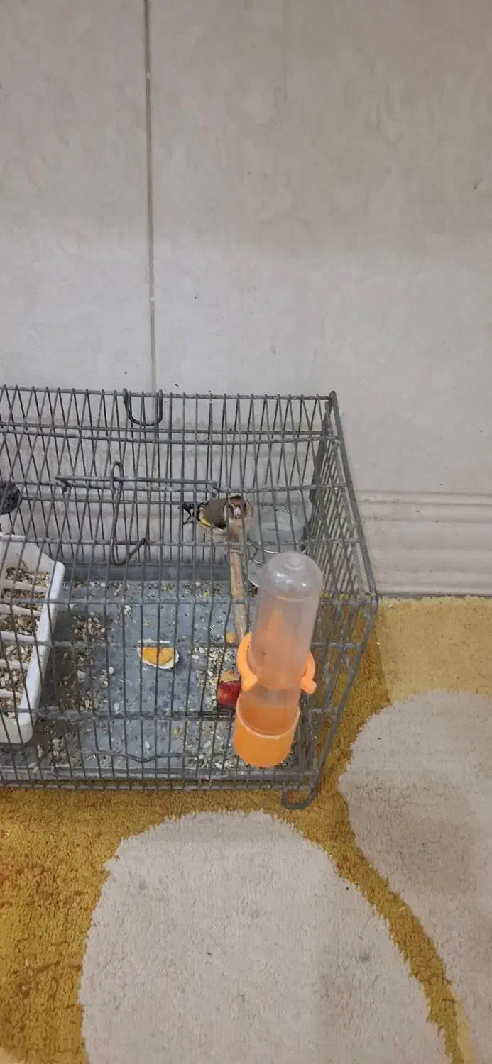 پرنده سهره|پرنده|قرچک, فردیس|دیوار