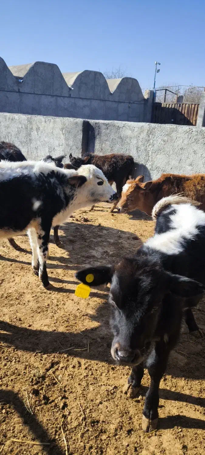 ۶ راس گوساله گیلک و گیل دورگ نر|حیوانات مزرعه|جوادآباد, |دیوار