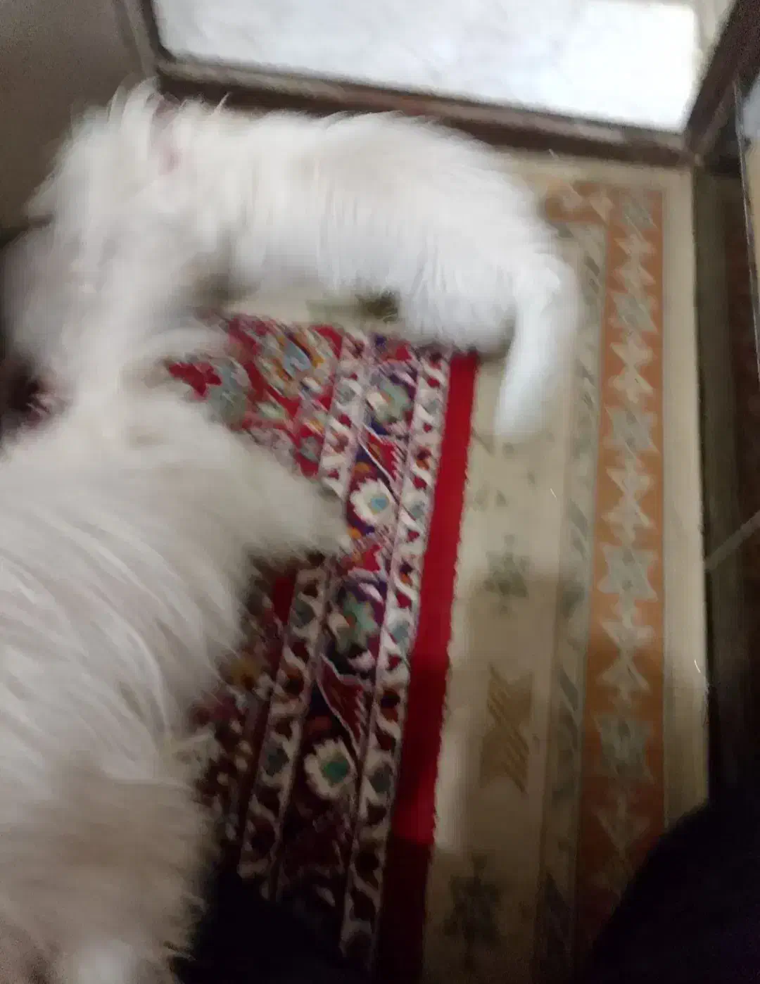 سگ شیتزو اری معاوضه میکنم|سگ|آزادشهر, |دیوار