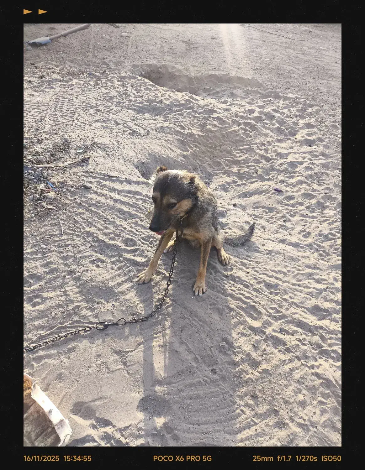 سگ پتان|سگ|بندرعباس, |دیوار