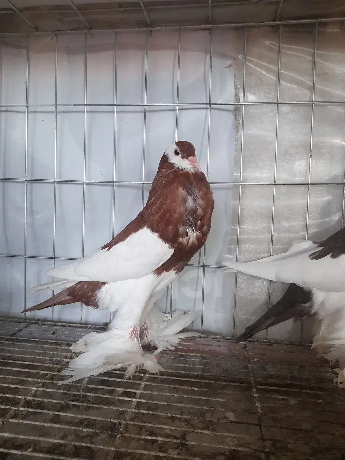 فروش کبوتر زینتی|پرنده|نوشهر, |دیوار