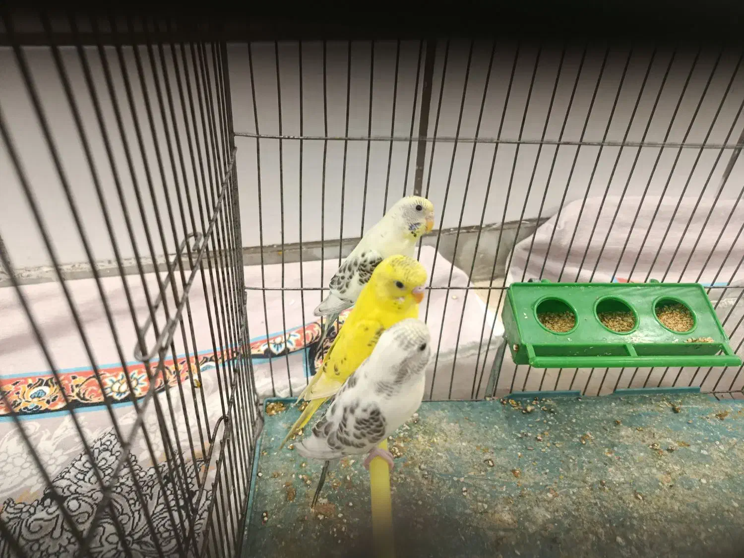 مرغ عشق|پرنده|فرخشهر, |دیوار