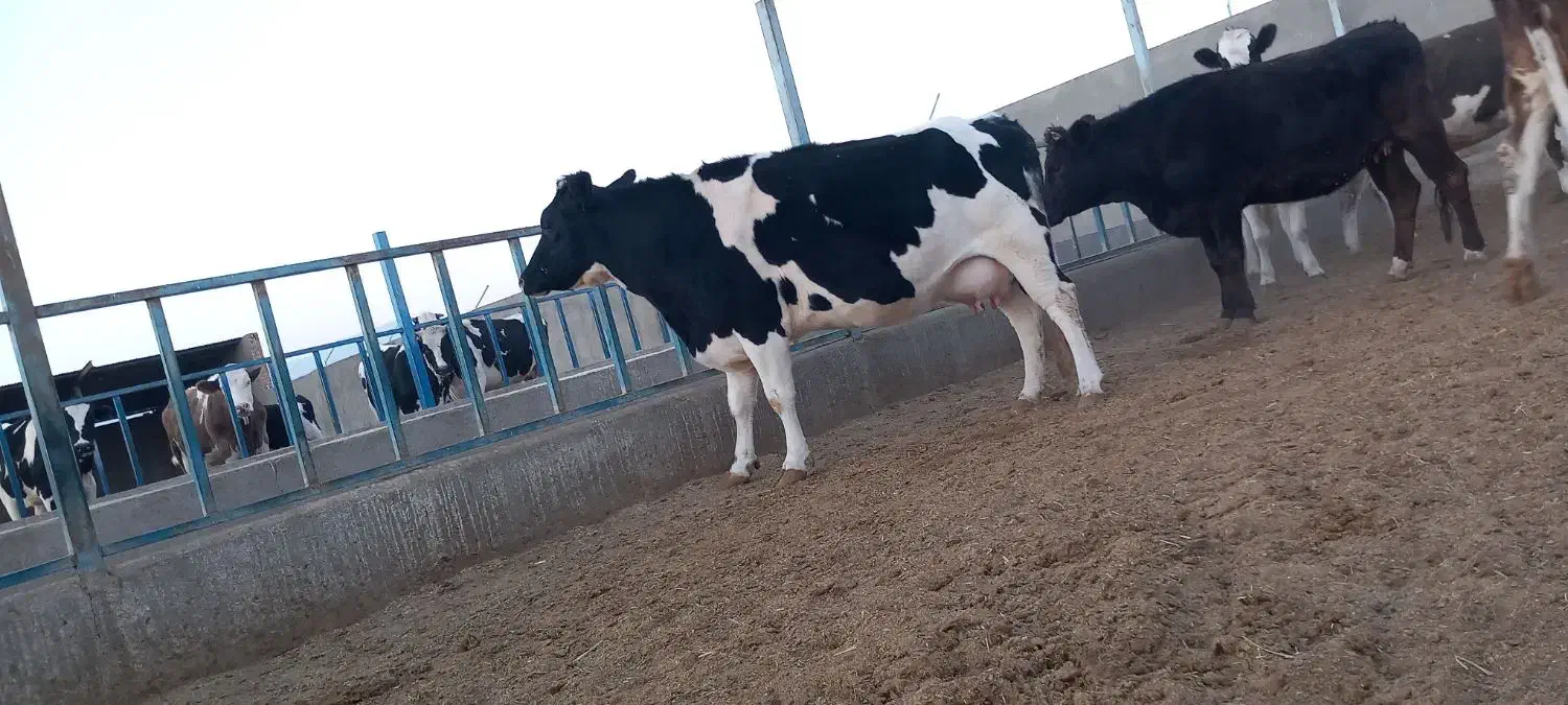 گاوشیری وتلیسه ابستن|حیوانات مزرعه|باشتین, |دیوار