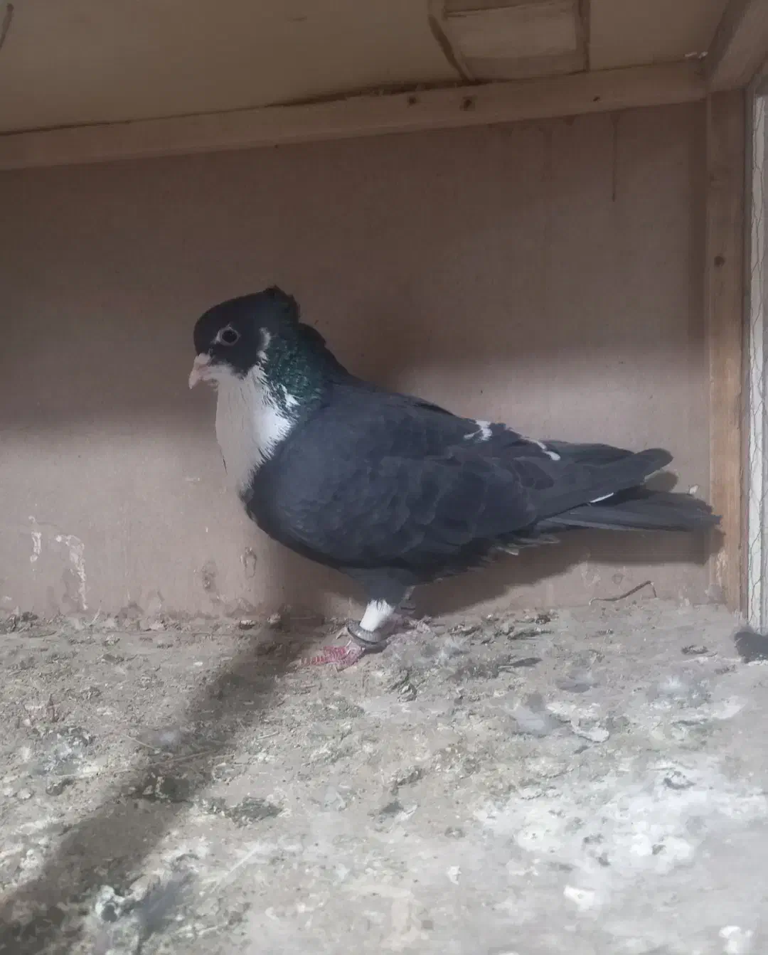 کفتر  معاوضه با 12تا کفتر تهرانی هم دارم|پرنده|پاکدشت, پاکدشت (مامازند)|دیوار