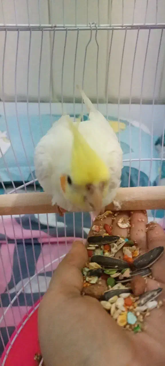 عروس هلندی|پرنده|خورموج, |دیوار