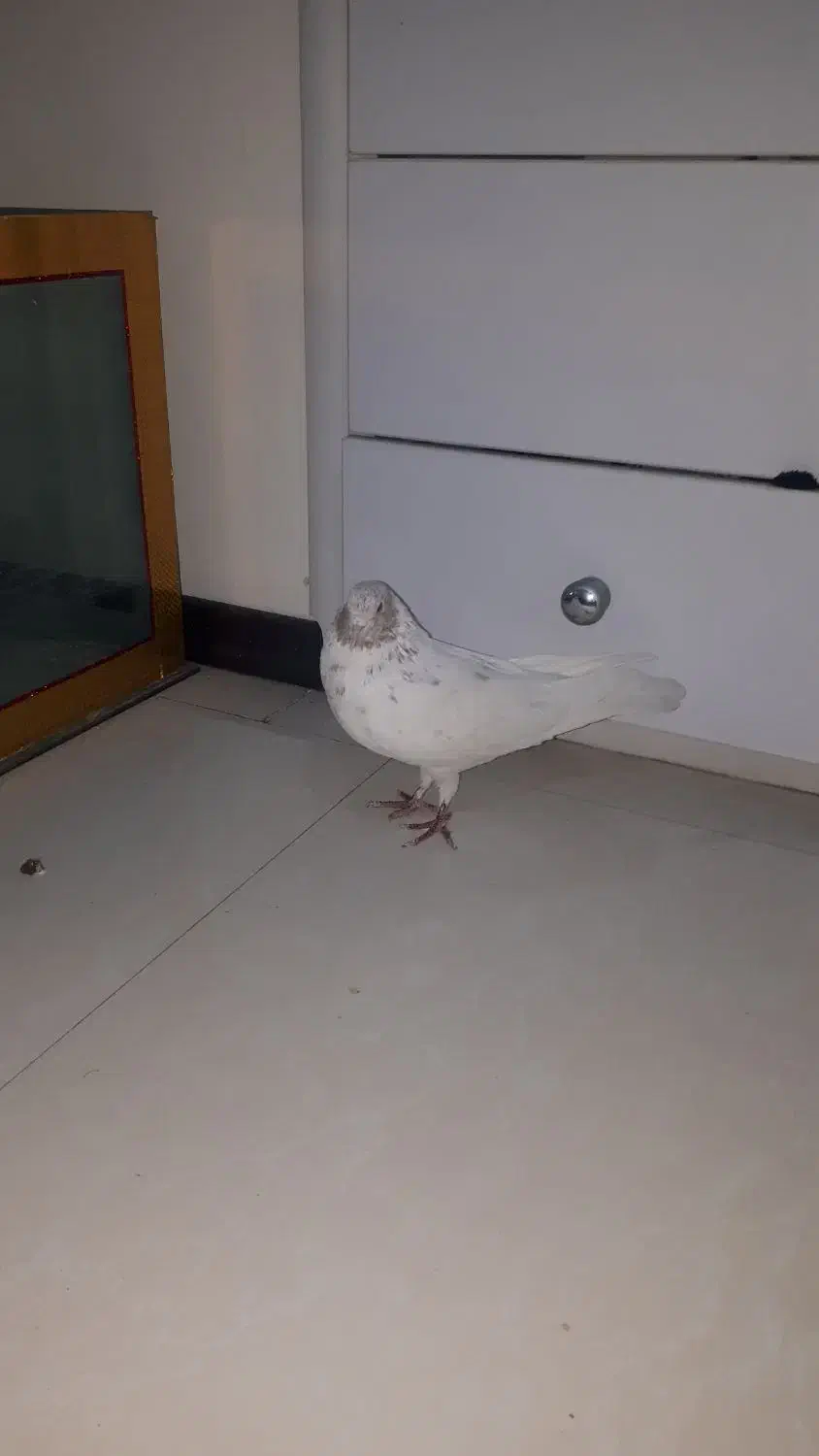 کبوتر|حیوانات|کرج, فاز ۳ گوهردشت|دیوار