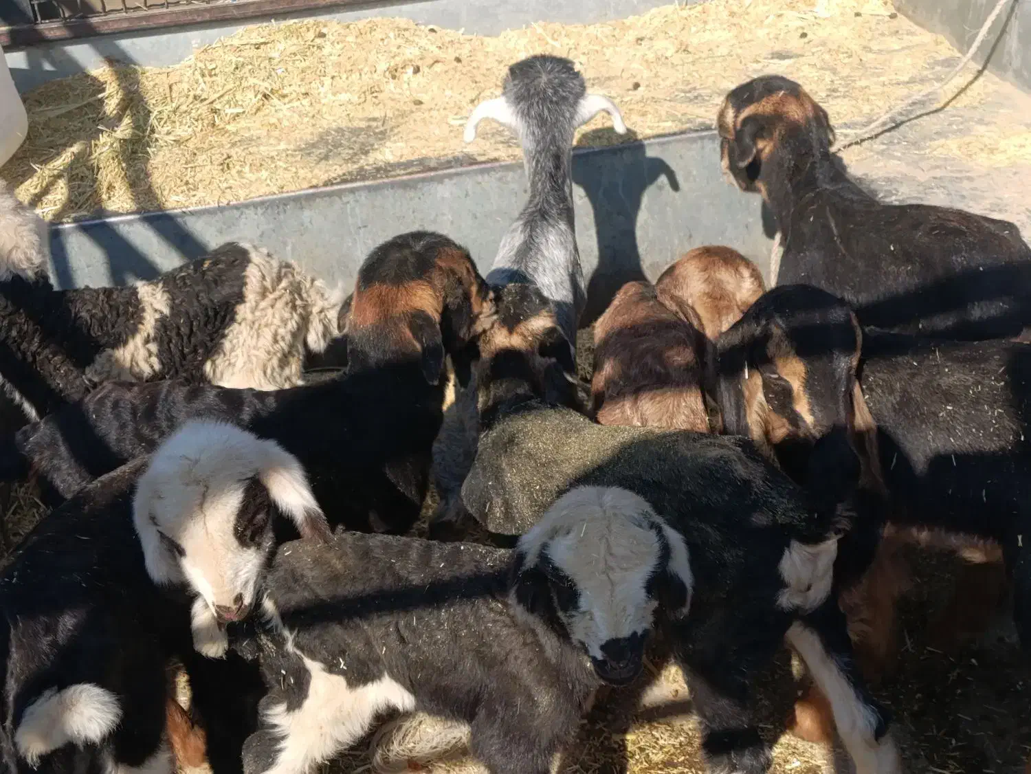 کهره بره شیری|حیوانات مزرعه|شیراز, کوشک بیدک|دیوار