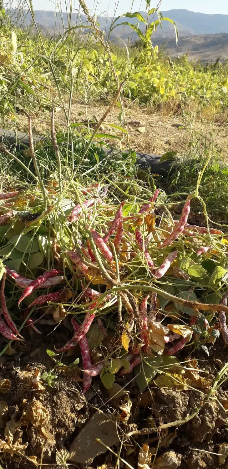 لوبیا چیتی|عمدهفروشی|یاسوج, |دیوار